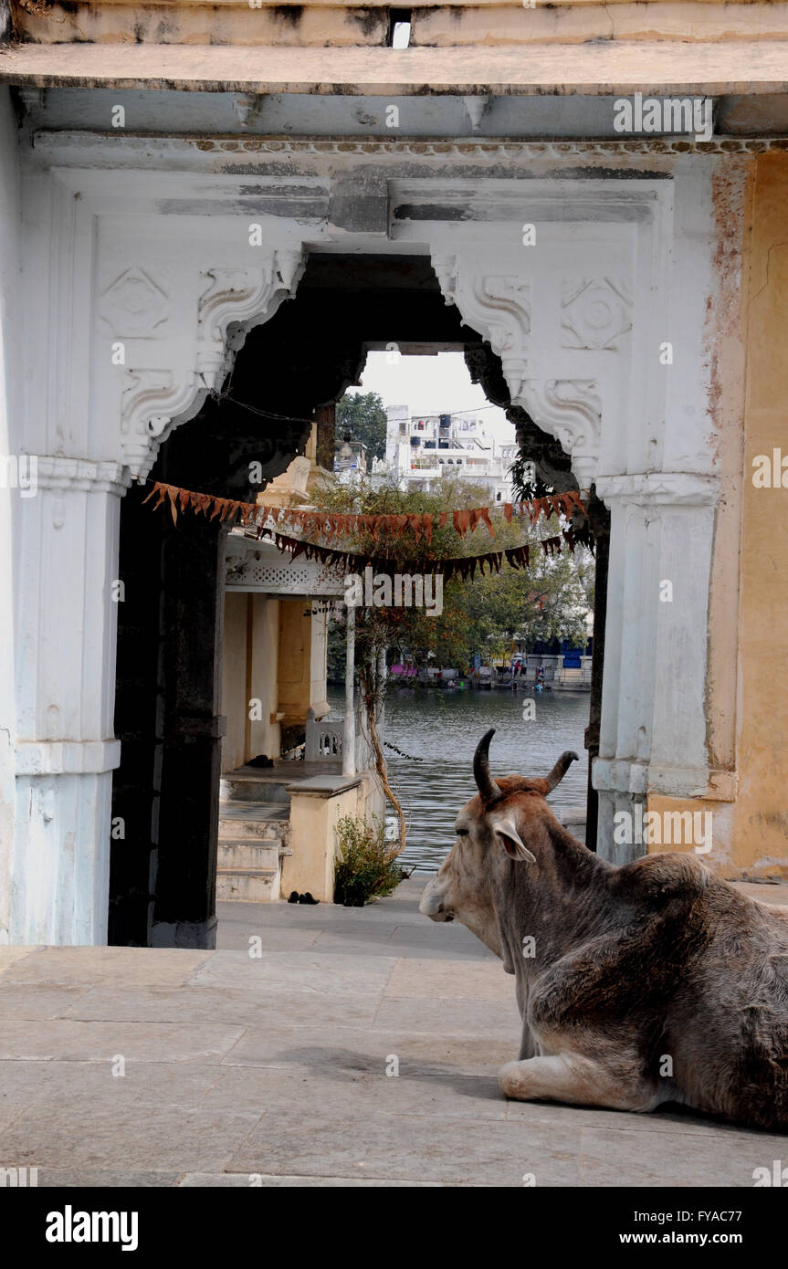 A cow takes it easy at an entrance way down to Pichola Lake in the northern Indian city of Udaipur. Stock Photo