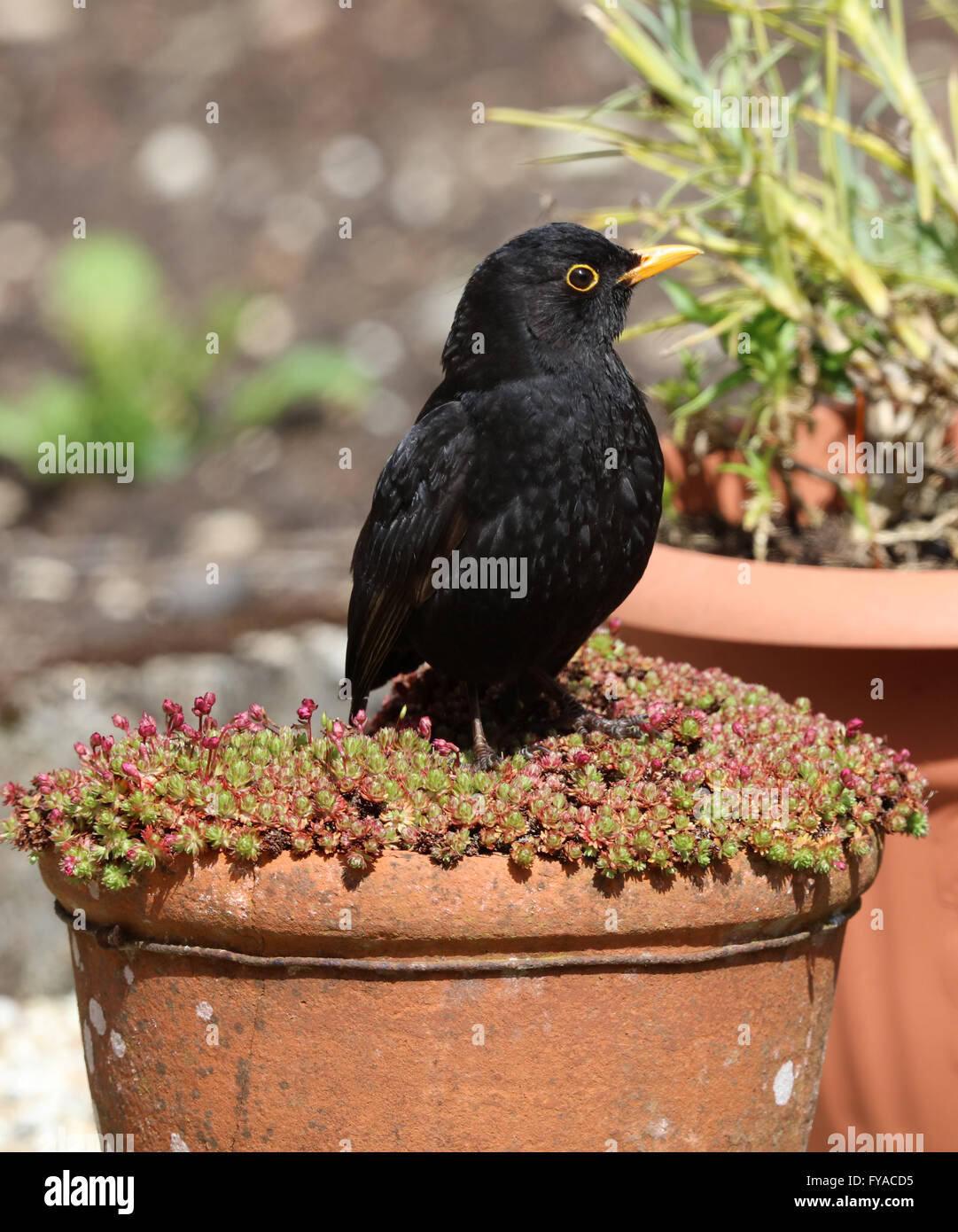 Close up of a male Blackbird perched on a flowerpot Stock Photo