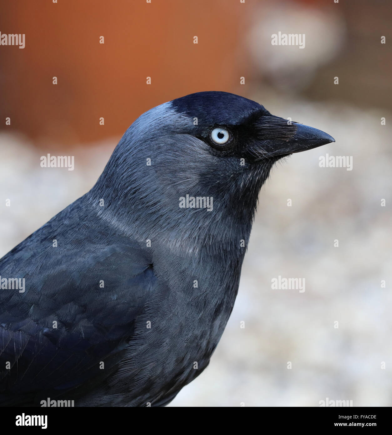 Close up of a Jackdaw Stock Photo Alamy