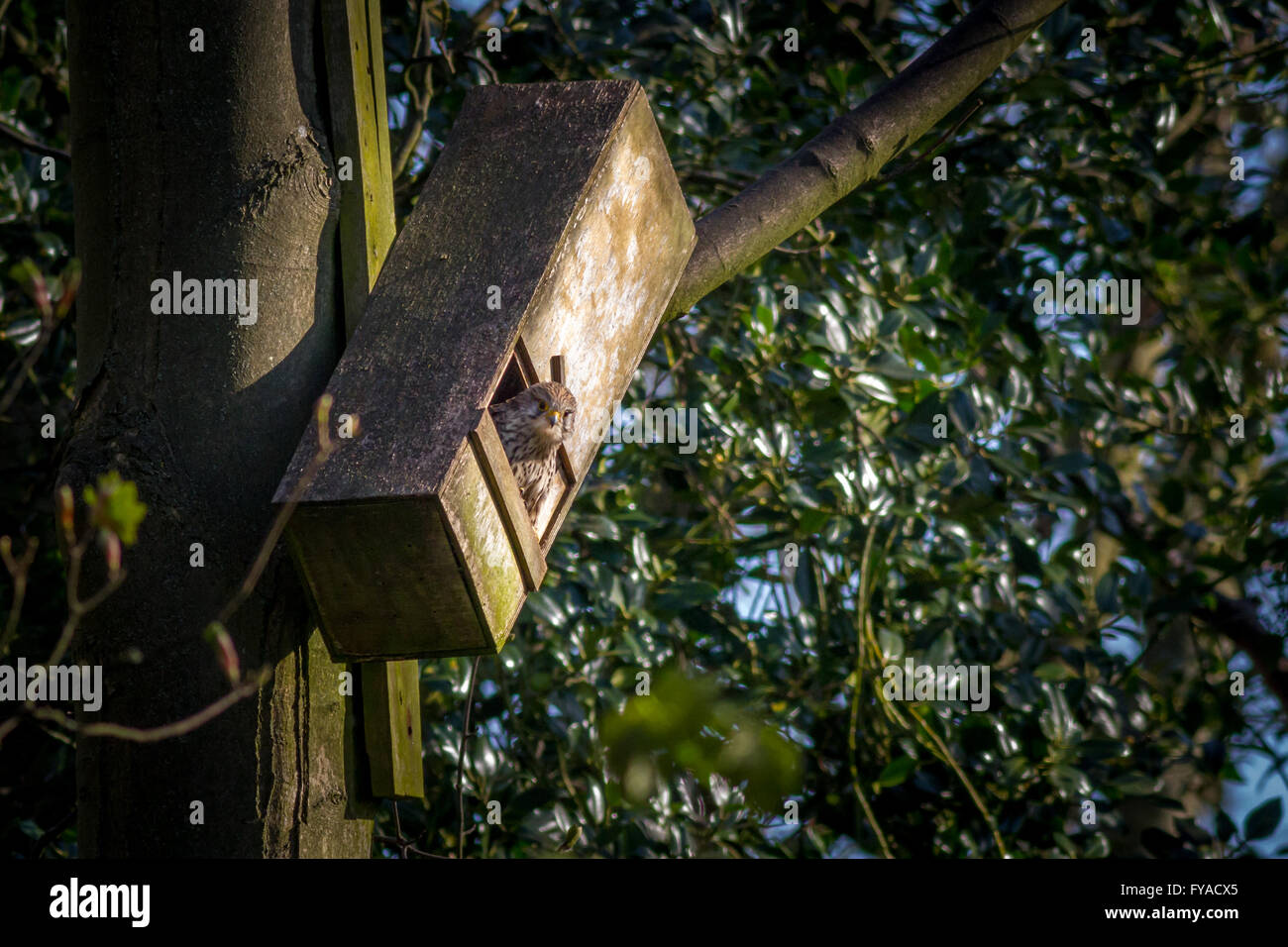 Kestrel (Falco tinnunculus) sits on a nest in an old owl box, England, UK Stock Photo