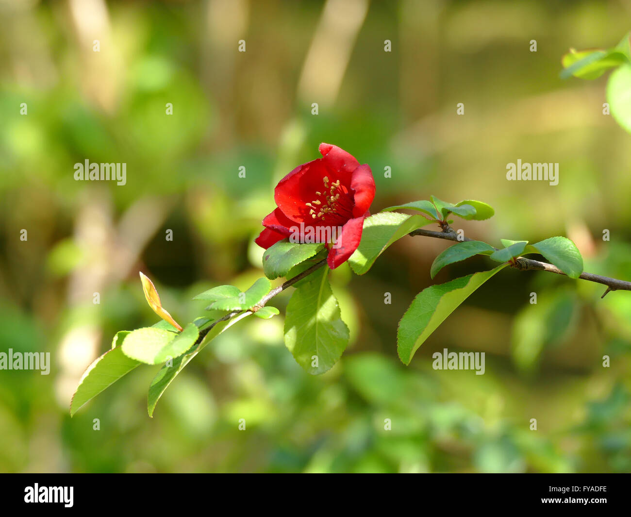 Japanese quince in flower hires stock photography and images Alamy