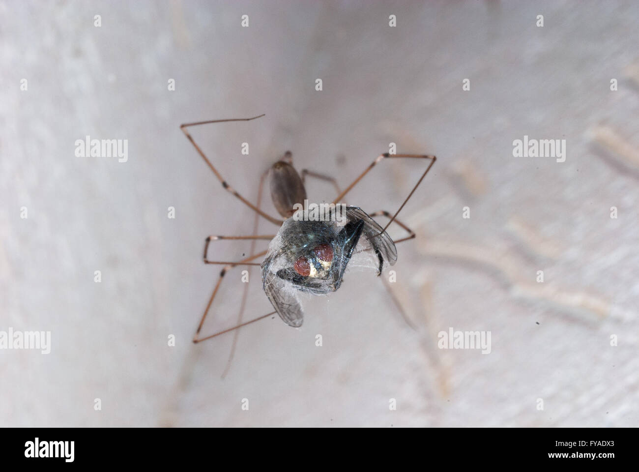 Fly just trapped by a spider is looking the photographer Stock Photo