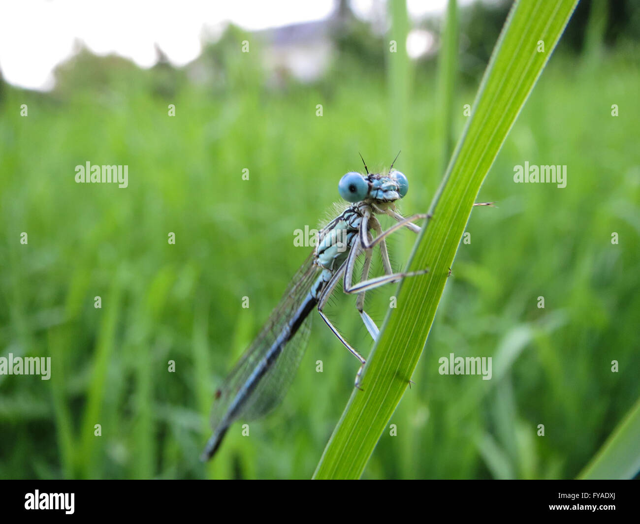 Dragon fly watch the photographer Stock Photo