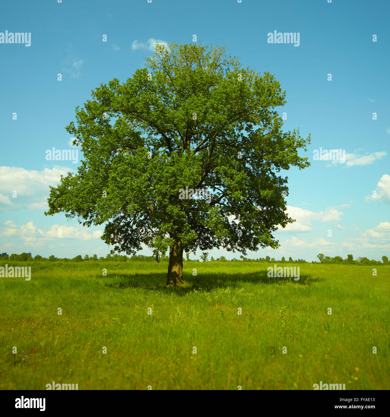 Old Oak tree standing alone in a field against a blue sky with clouds ...
