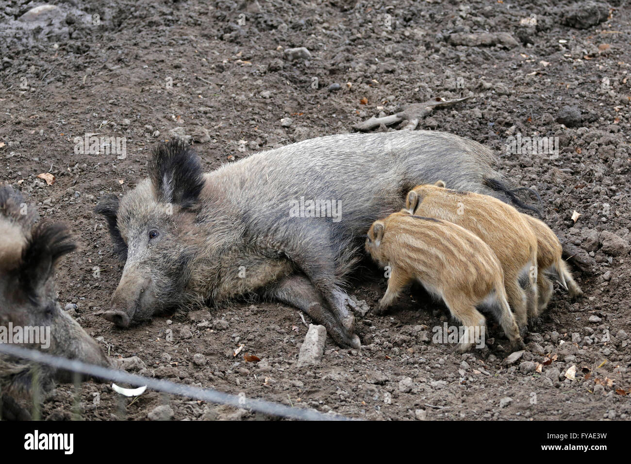 wild sow wet-nursing offspring, zoo ´Schwarze Berge´, Rosengarten, Lower Saxony, Germany Stock Photo