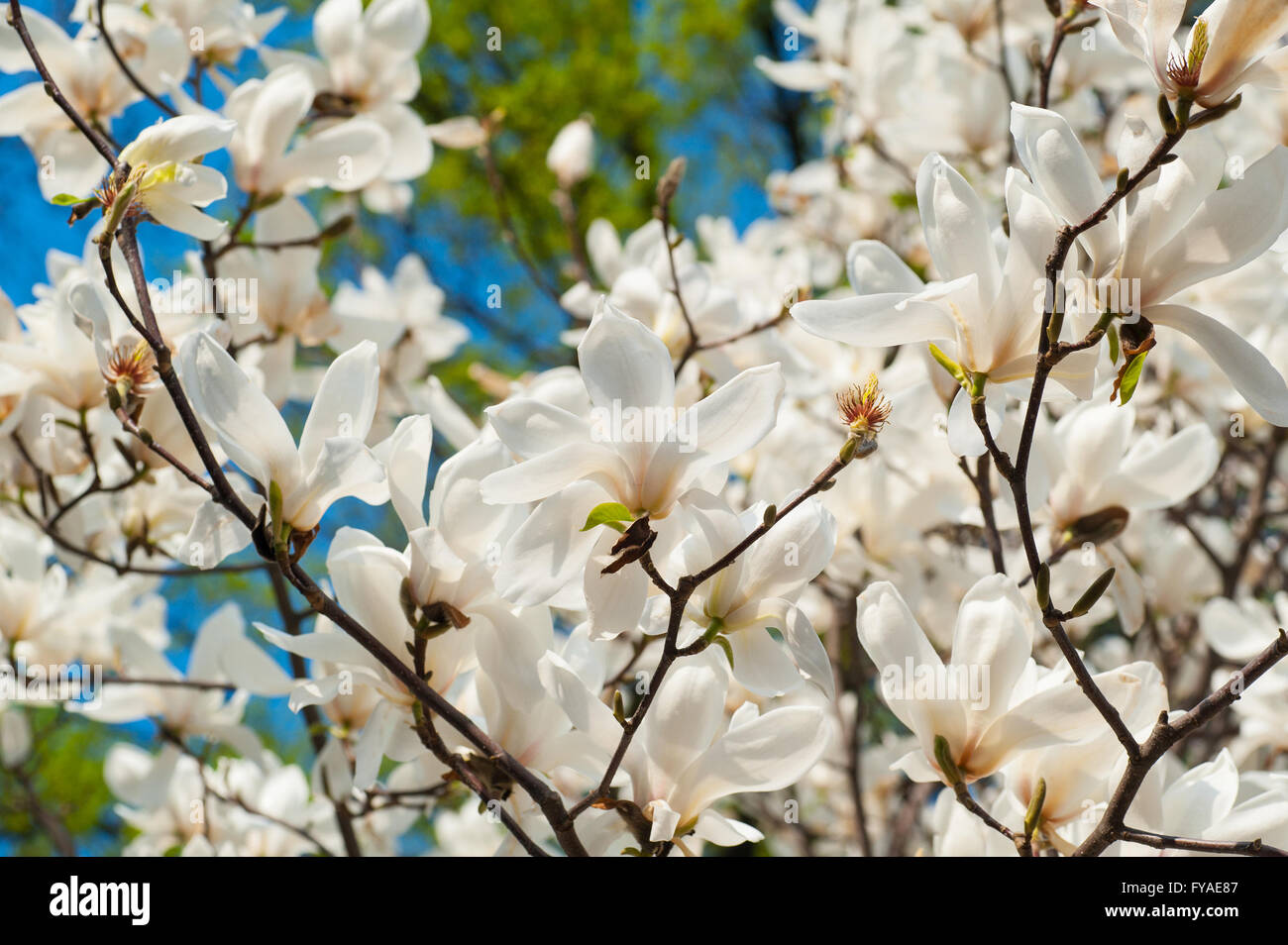 image of blossoming magnolia flowers in spring time Stock Photo