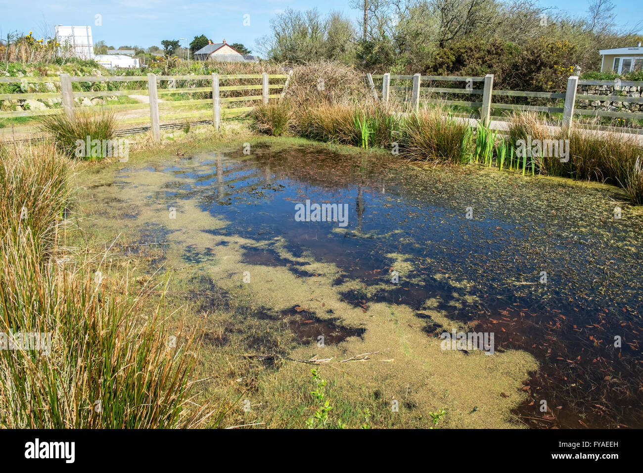 a small fresh water pond at Scorrier in Cornwall, UK Stock Photo