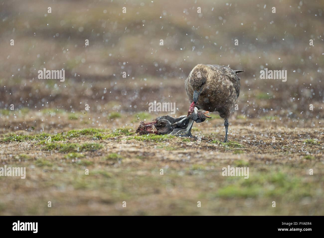 Brown skua Stercorarius antarcticus adult eating Gentoo Penguin