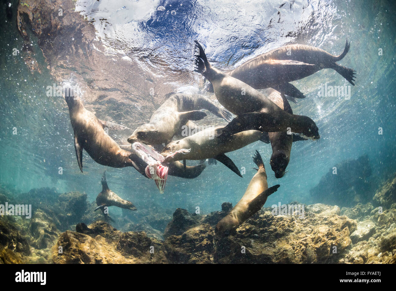 Galápagos sea lion Zalophus wollebaeki, group, feeding on fish remains