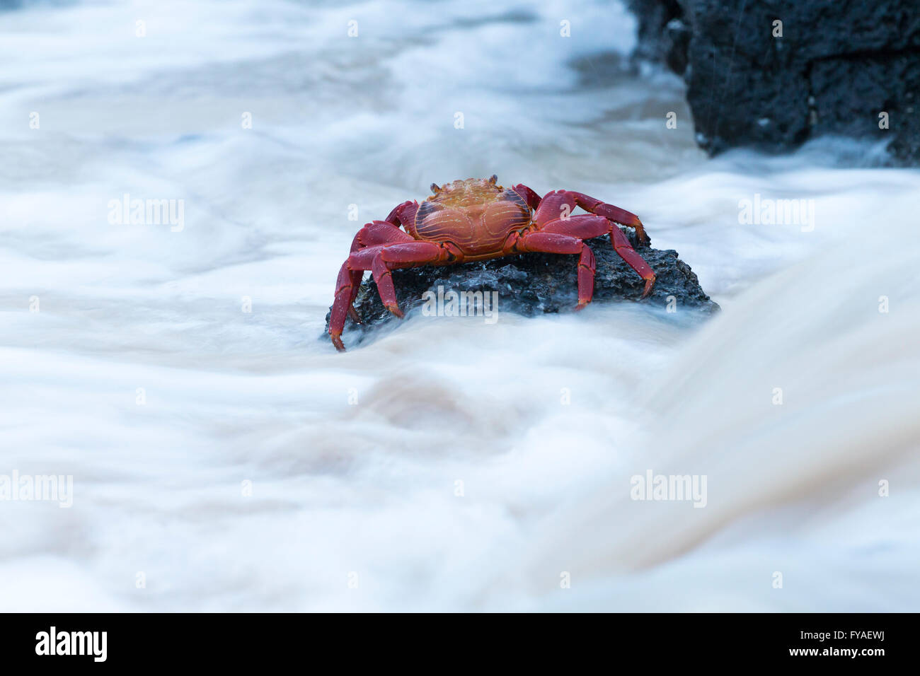 Red rock crab Grapsus grapsus, clinging to rock with swirling water, Las Bachas, Santa Cruz, Galápagos Islands in April. Stock Photo