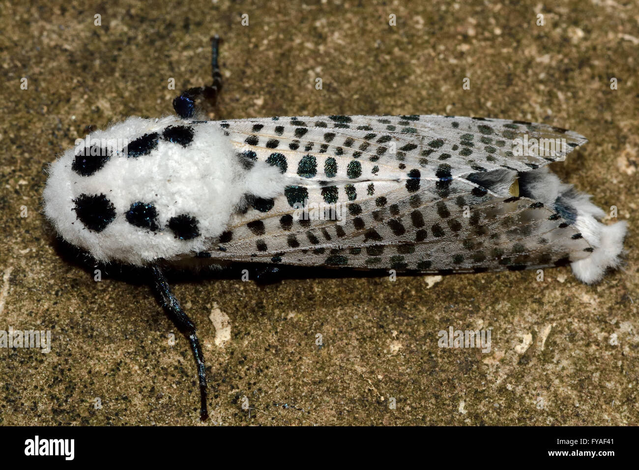 Leopard Moth (Zeuzera pyrina) from above. Striking and unusual white moth with black spots, in the family Cossidae Stock Photo
