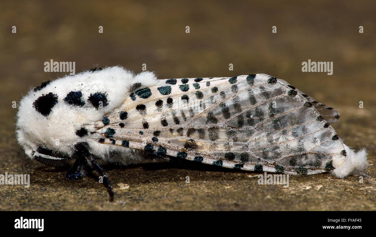 Leopard Moth (Zeuzera pyrina) in profile. Striking and unusual white moth with black spots, in the family Cossidae Stock Photo