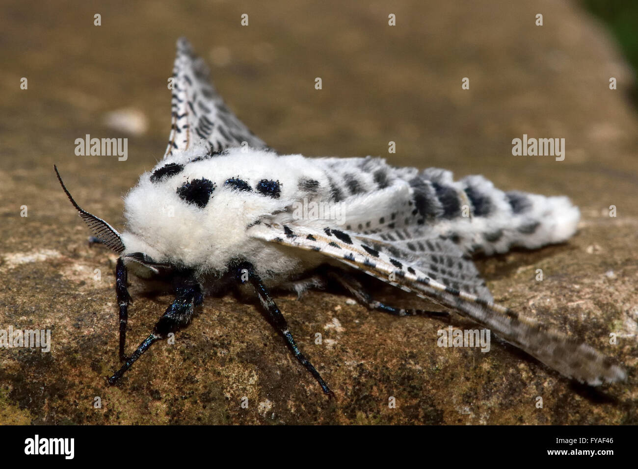 Leopard Moth (Zeuzera pyrina) about to take flight. Striking and unusual white moth with black spots, in the family Cossidae Stock Photo