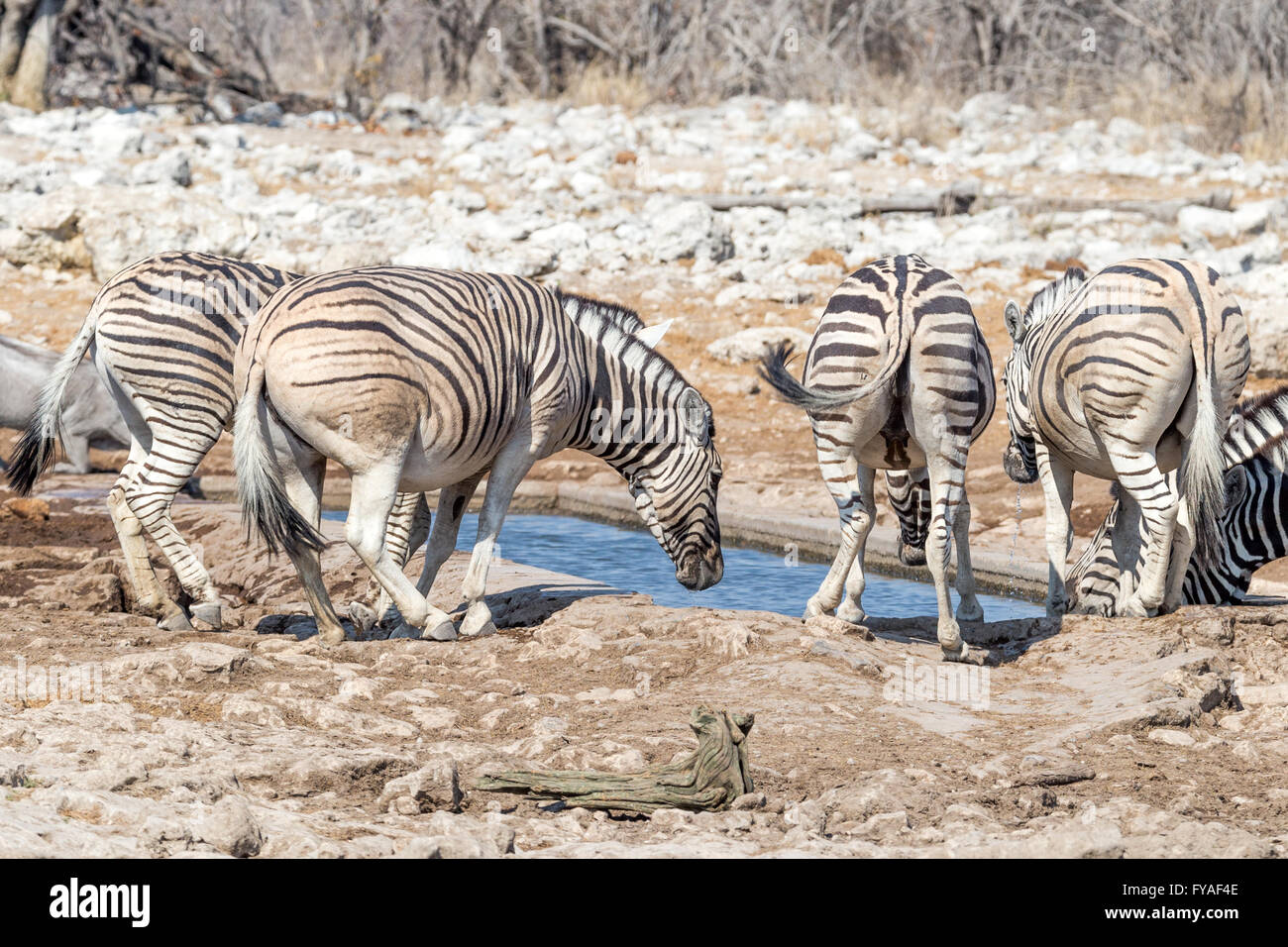 Plain's Zebra, Burchell's race at waterhole, Etosha National Park, Namibia Stock Photo
