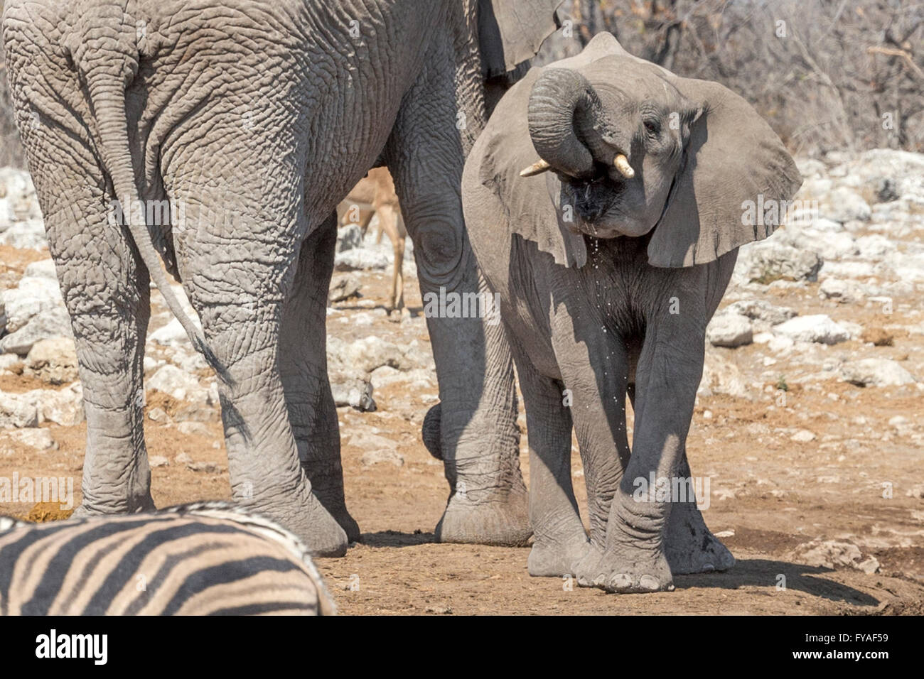 Elephants drink water waterhole hi-res stock photography and images - Alamy