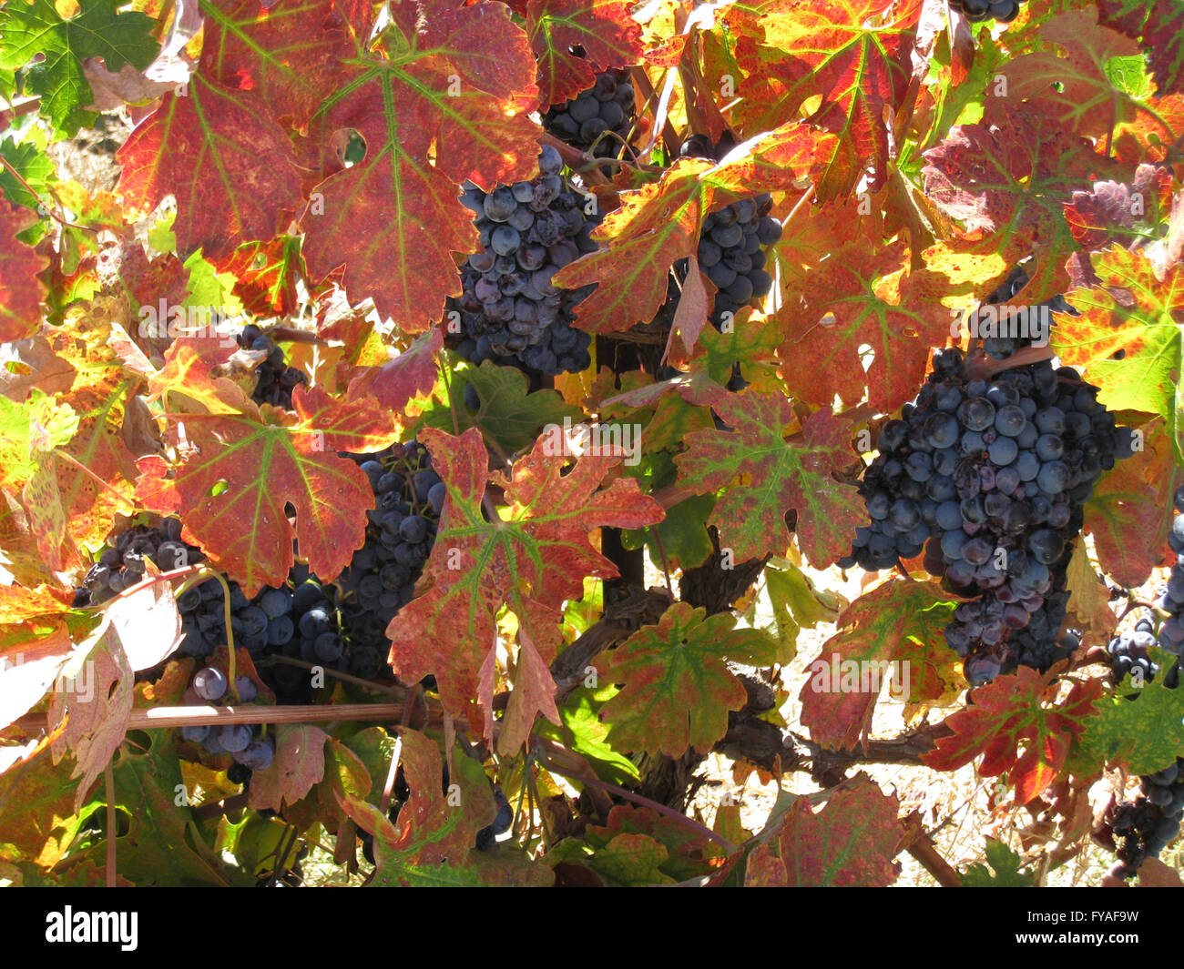 Grapes growing in Temecula, California wine country Stock Photo Alamy