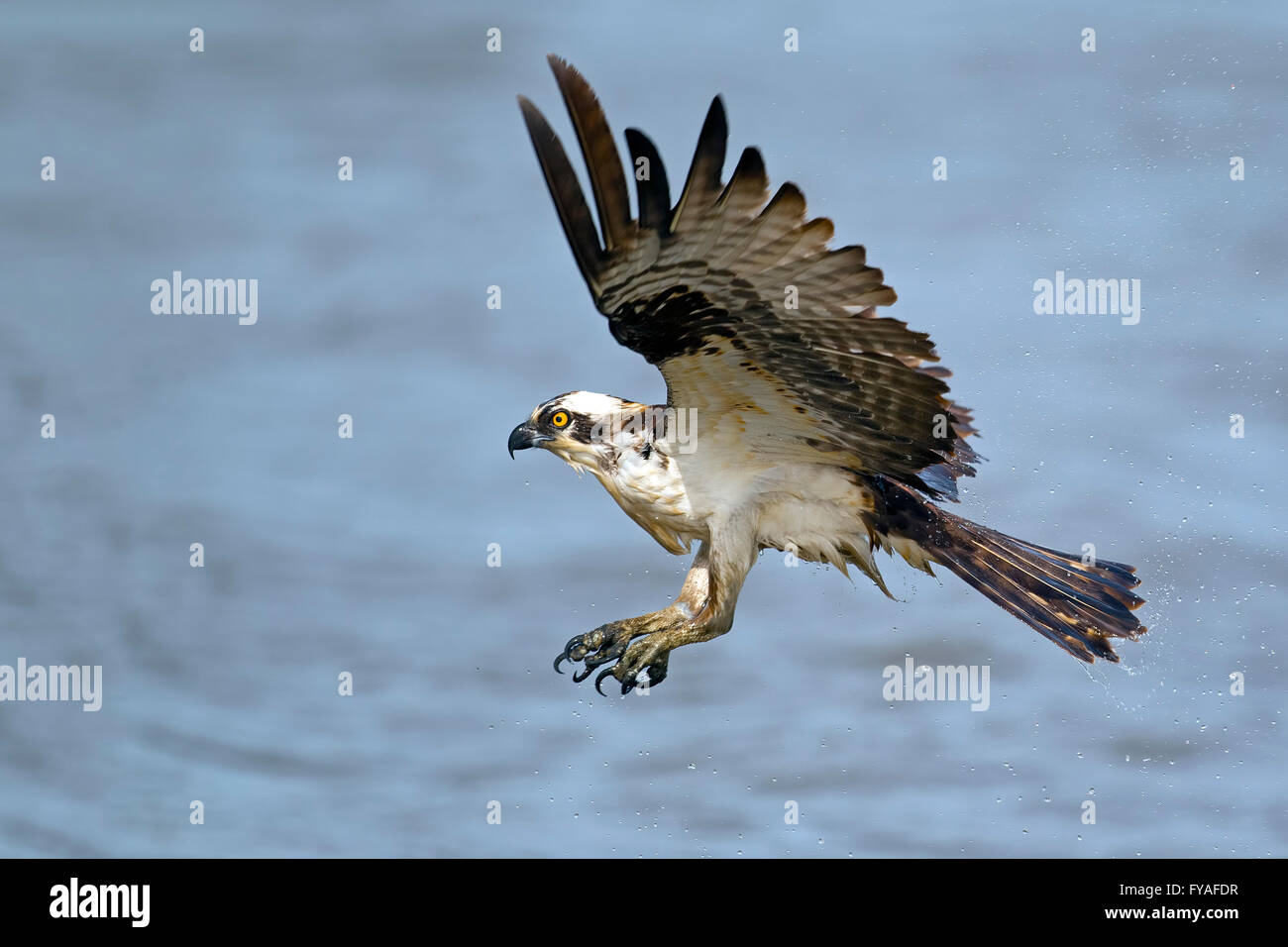 Osprey Diving for Fish Stock Photo