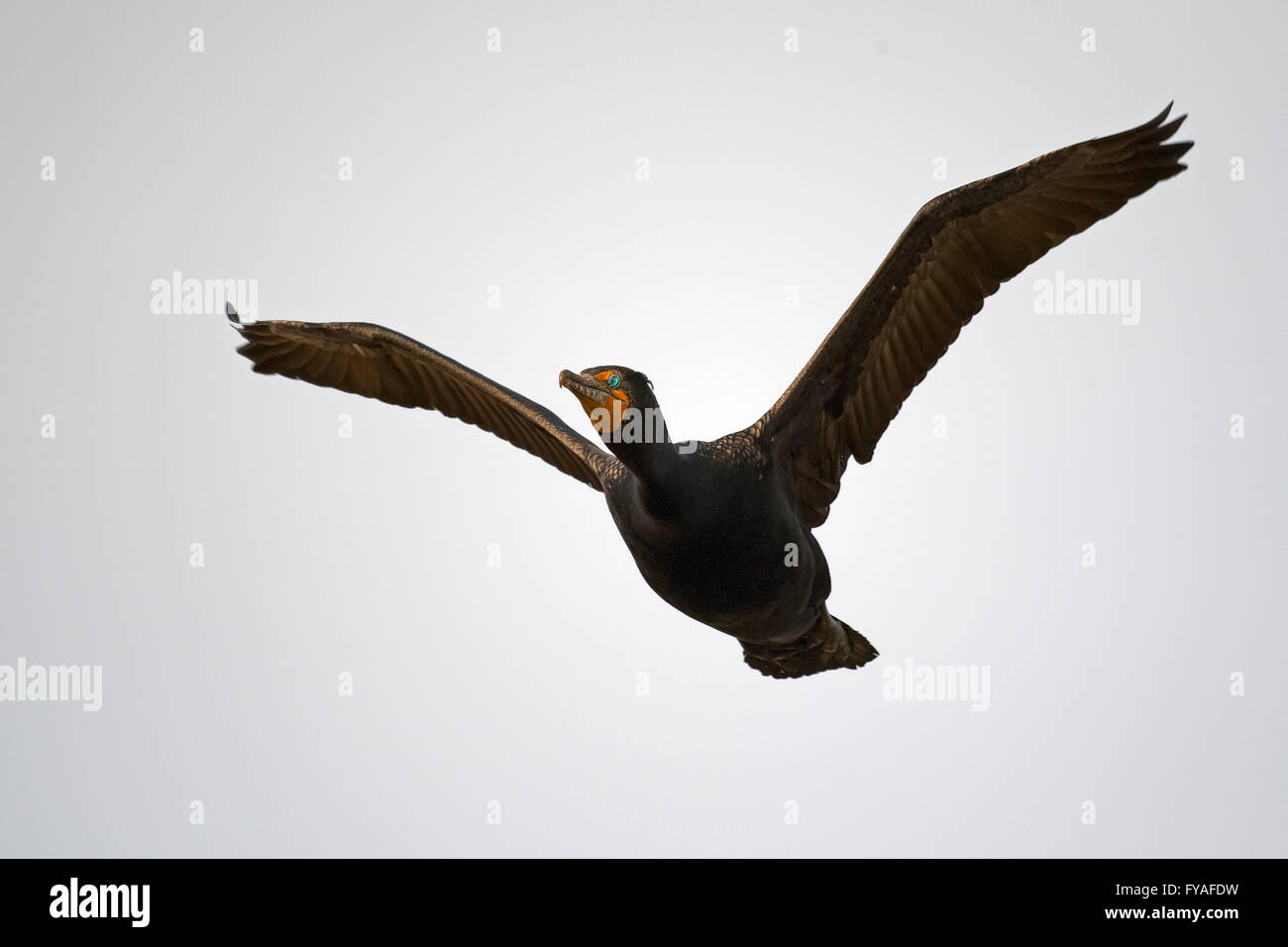 Double-crested Cormorant in Flight Stock Photo