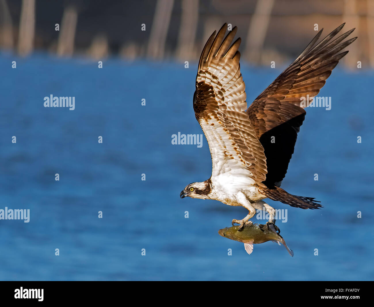 Diving Bird High Resolution Stock Photography and Images Alamy