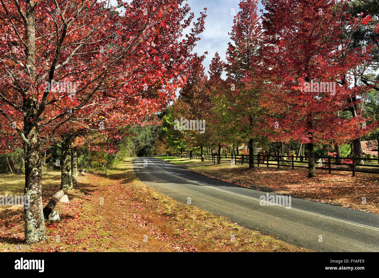 Lines of red foliate maple trees along tarmac road at autumn. Mt Wilson spectacular leaves fall season high in blue mountains of Stock Photo