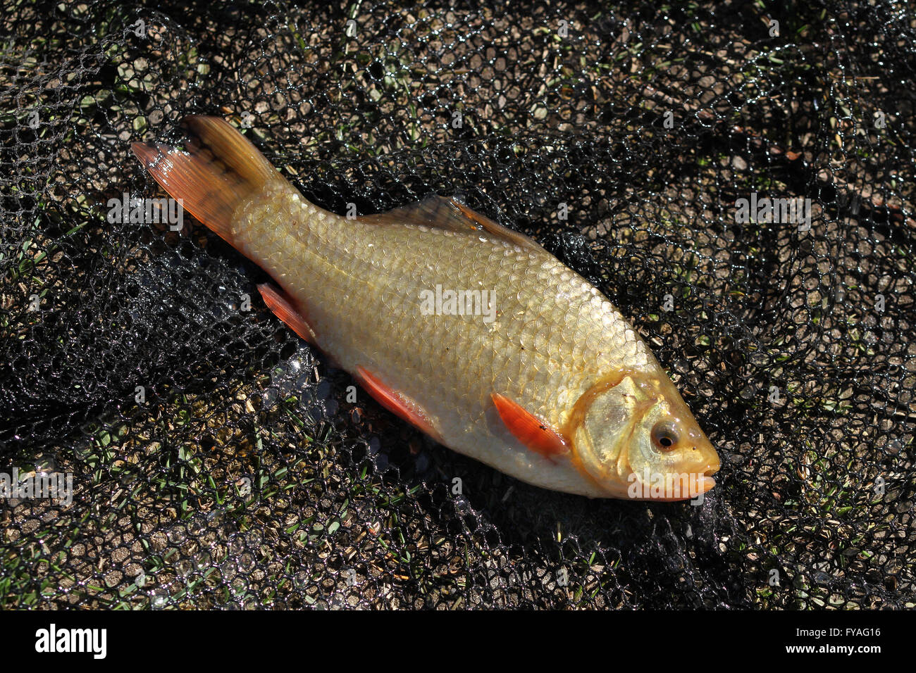 Crucian carp hi-res stock photography and images - Alamy