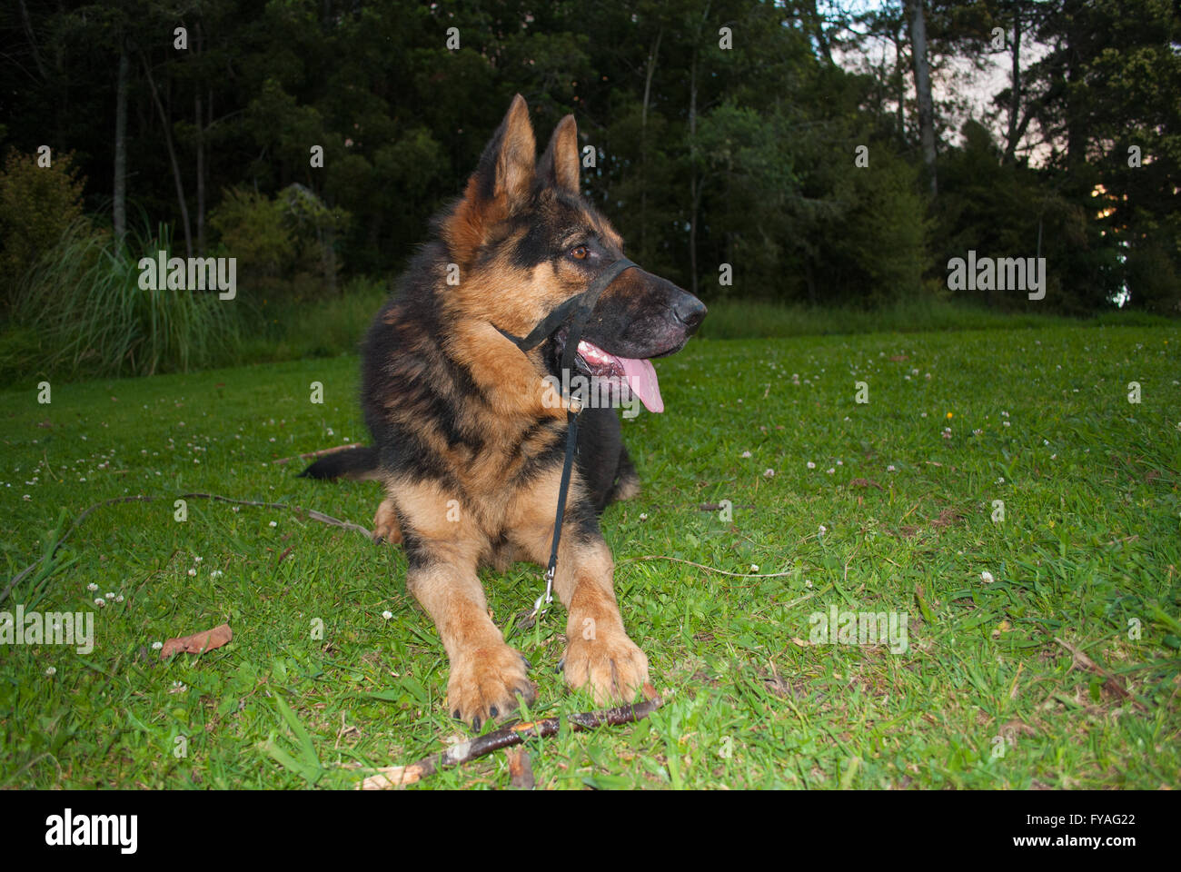 leash training german shepherd