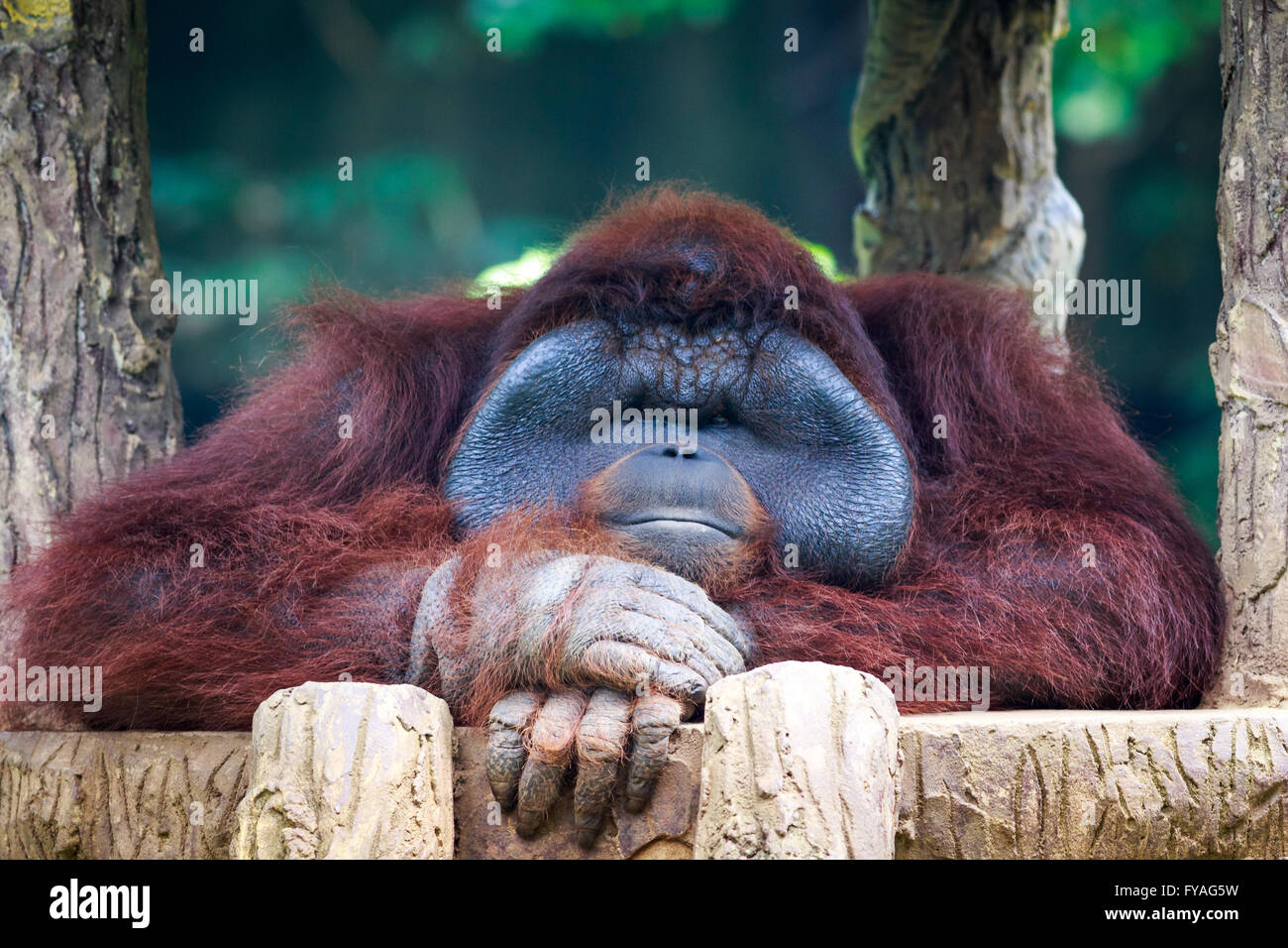 Orangutan posing in front of camera. The orangutans are the two exclusively Asian species of extant great apes. Stock Photo