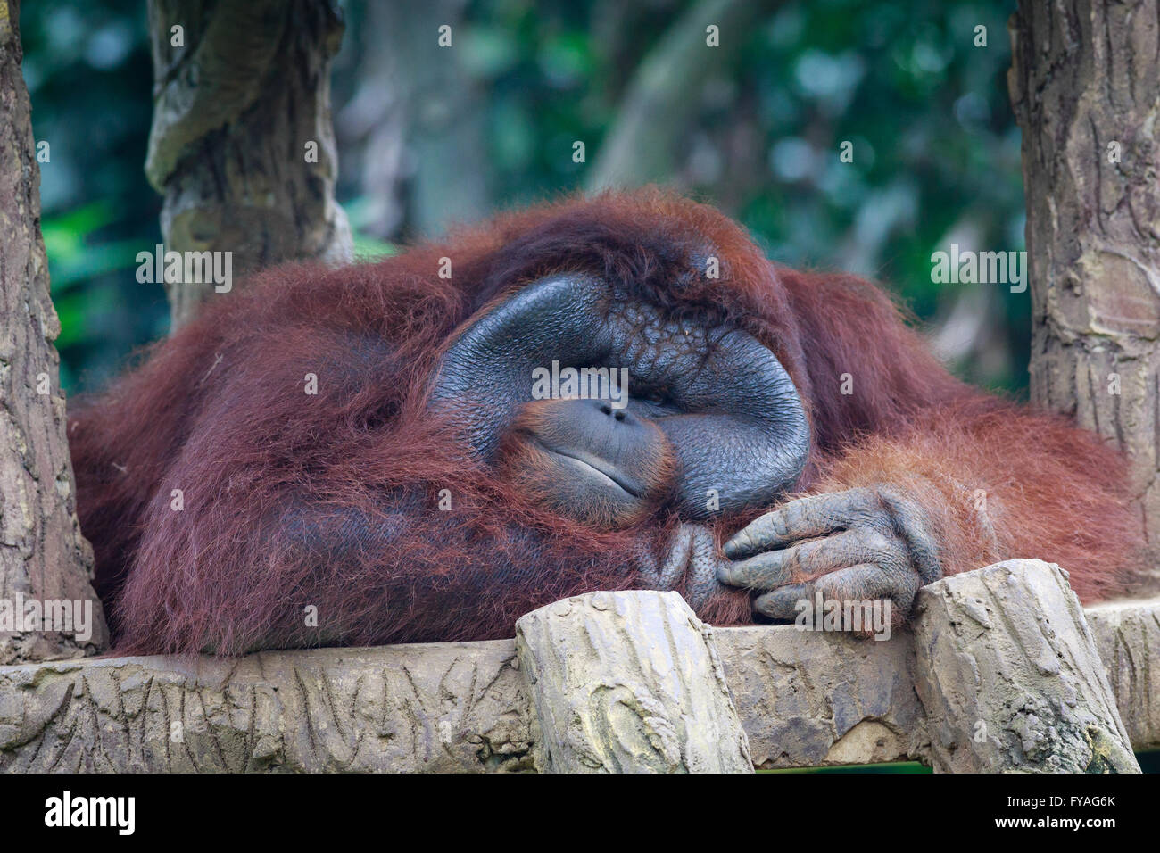 Orangutan posing in front of camera. The orangutans are the two exclusively Asian species of extant great apes. Stock Photo