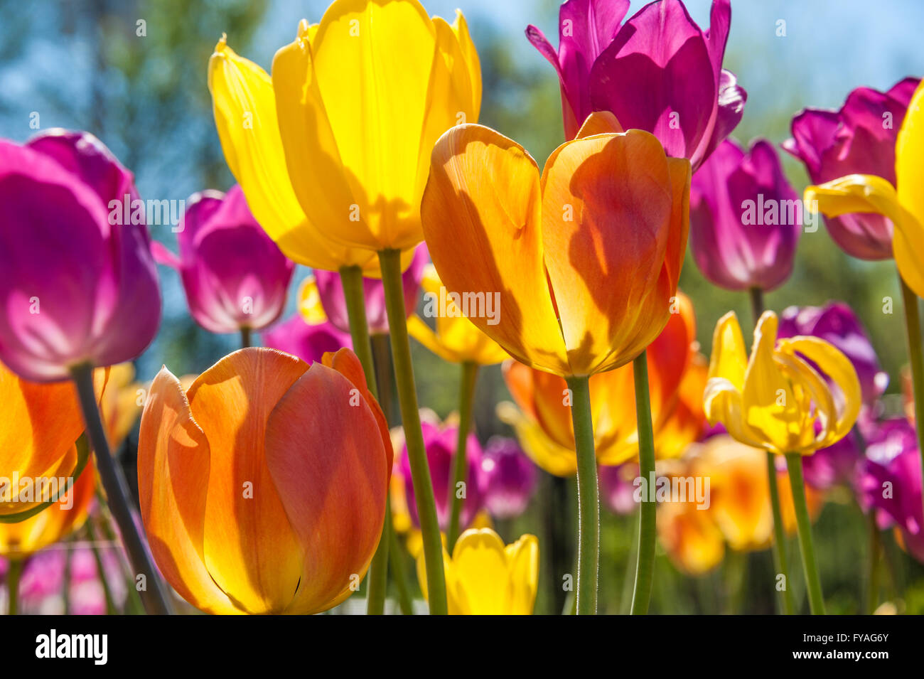 Colorful spring tulips in full bloom at Papilion Gardens in Muskogee, Oklahoma's Honor Heights Park. USA. Stock Photo