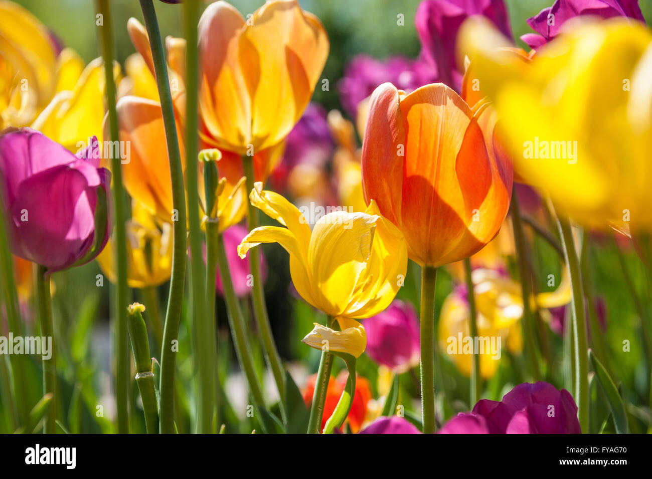 Colorful sunlit tulips in the tulip garden at The Papilion in Muskogee, Oklahoma's Honor Heights Park. USA. Stock Photo
