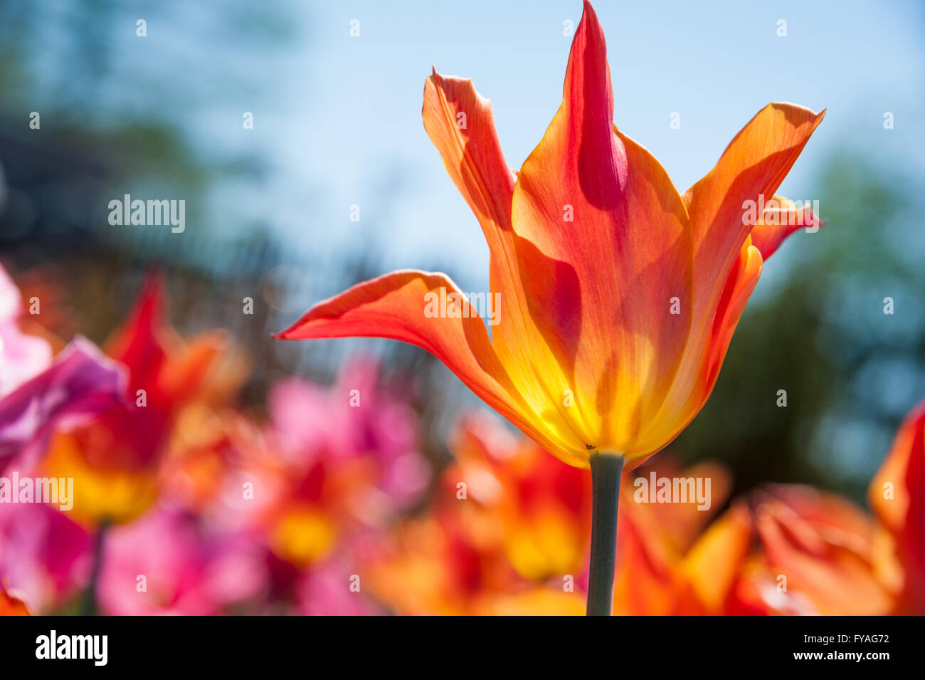 Fiery red, orange and yellow tulip backlit by the sun on a beautiful spring day in a tulip garden. Stock Photo