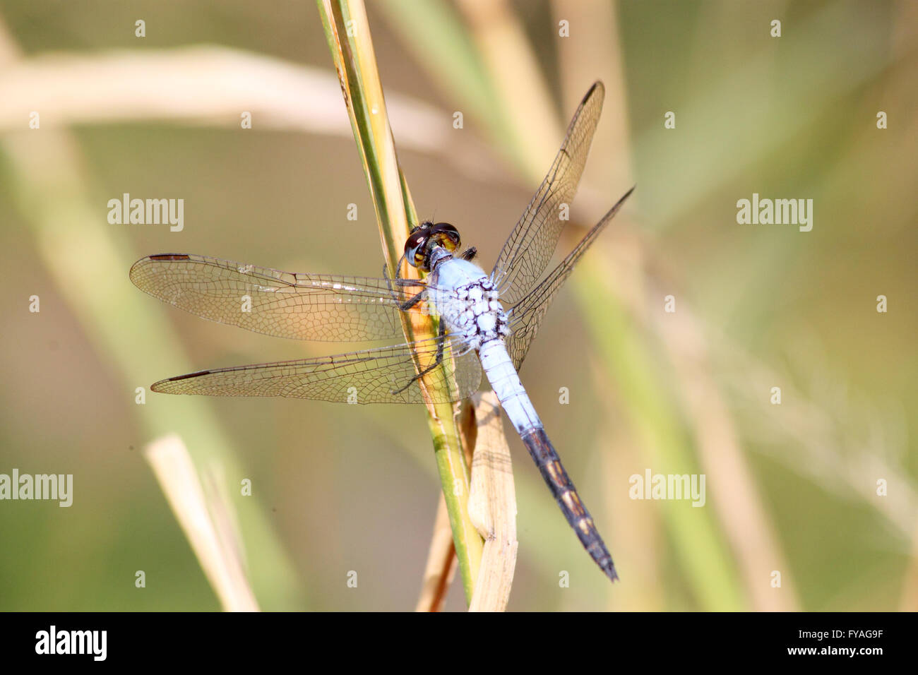 Beautiful blue dragonfly sitting on green straw in close-up Stock Photo