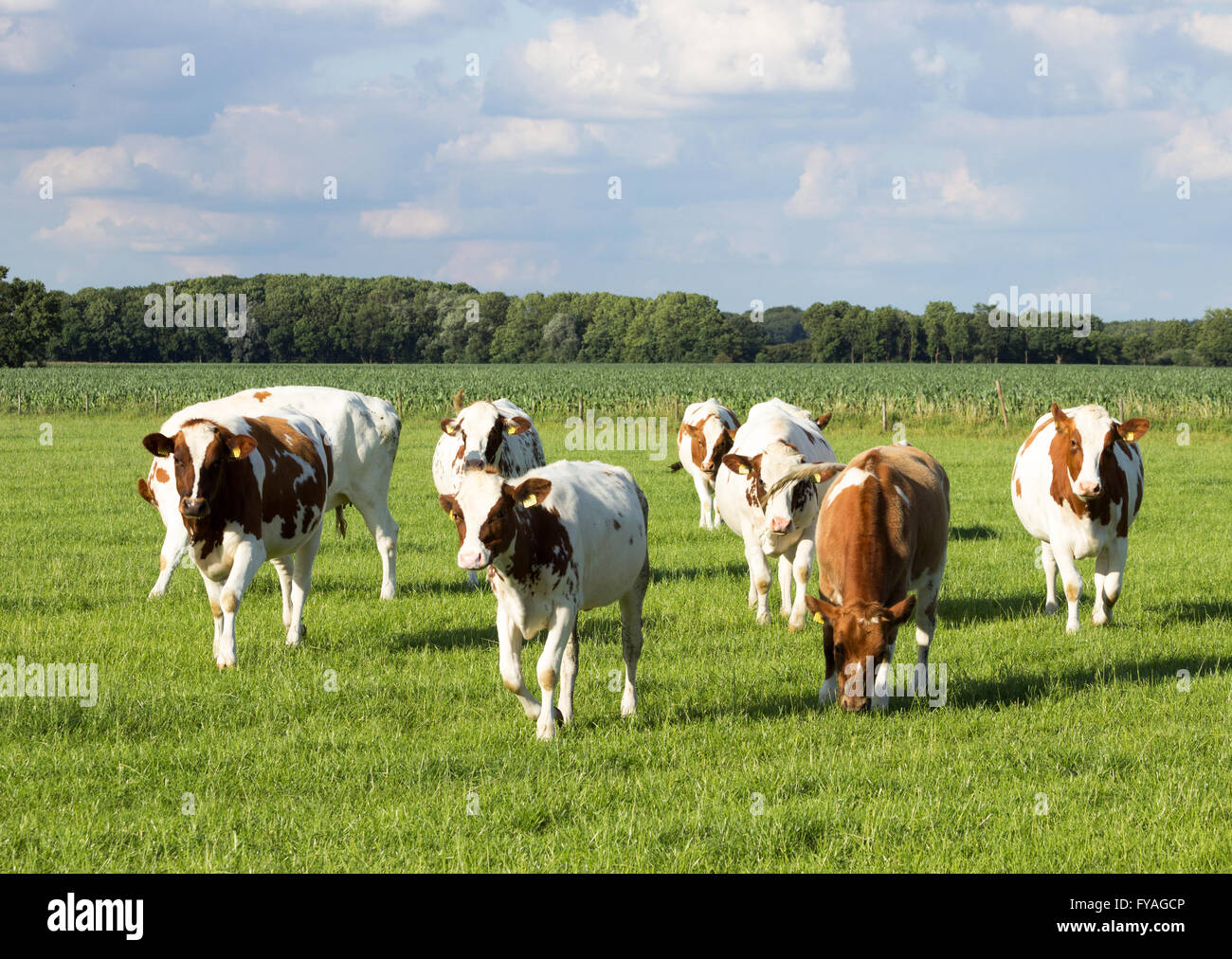 Young red and white Holstein cows on farmland in Holland Stock Photo