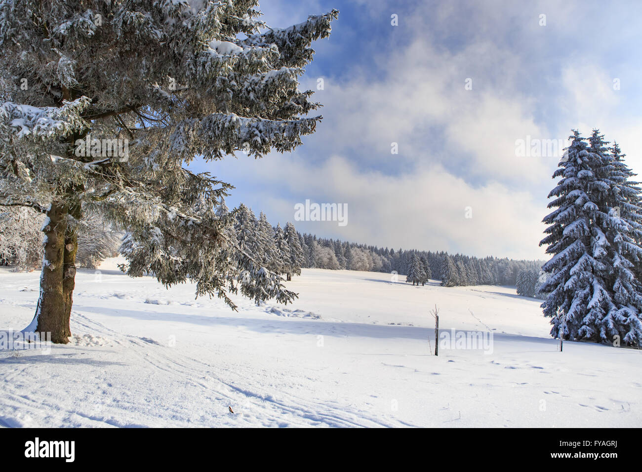 Wintry forest with skiing trail in Germany Stock Photo