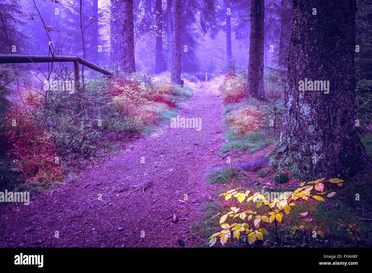 Evergreen forest early in the morning Stock Photo Alamy