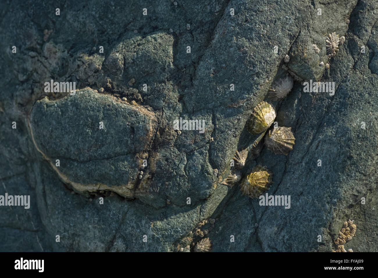 Patella vulgata (Common Limpet) on rocks, Gwynedd, North Wales coast, Wales, UK Stock Photo