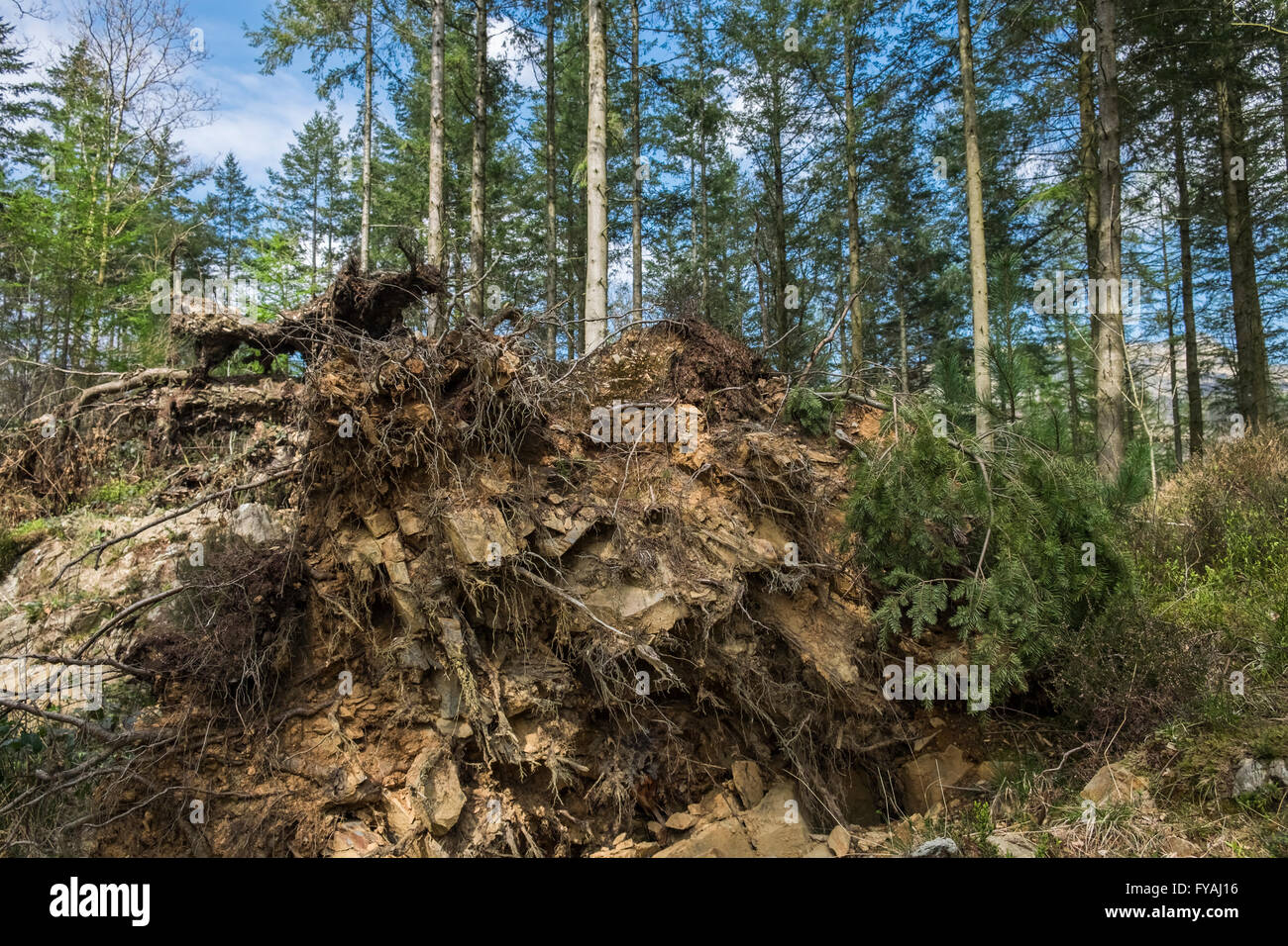 Uprooted pine tree (Pinus, family Pinaceae) with roots exposed, Tan Y Bwlch, Gwynedd, Wales, UK Stock Photo