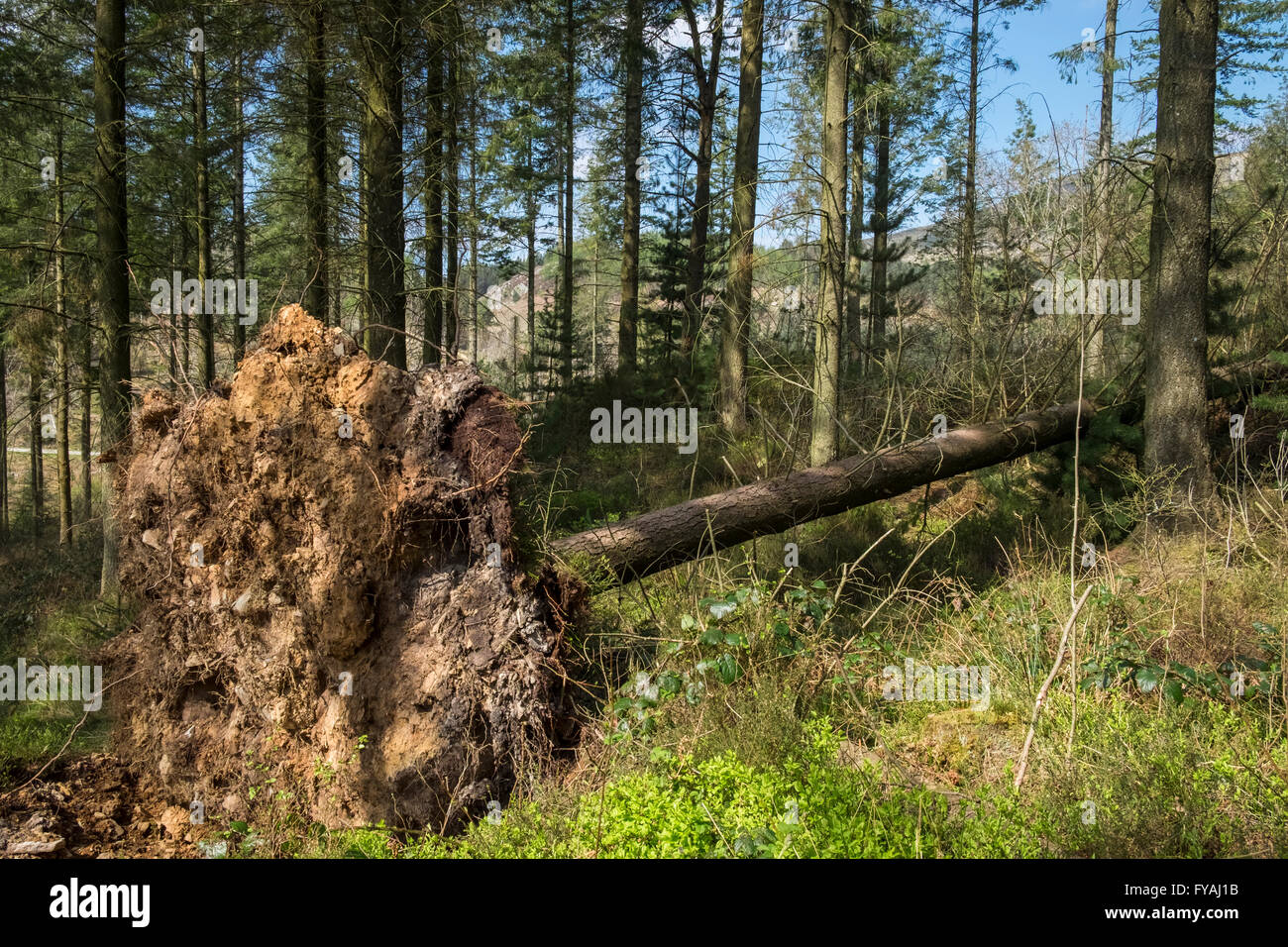 Uprooted pine tree (Pinus, family Pinaceae) with roots exposed, Tan Y Bwlch, Gwynedd, Wales, UK Stock Photo