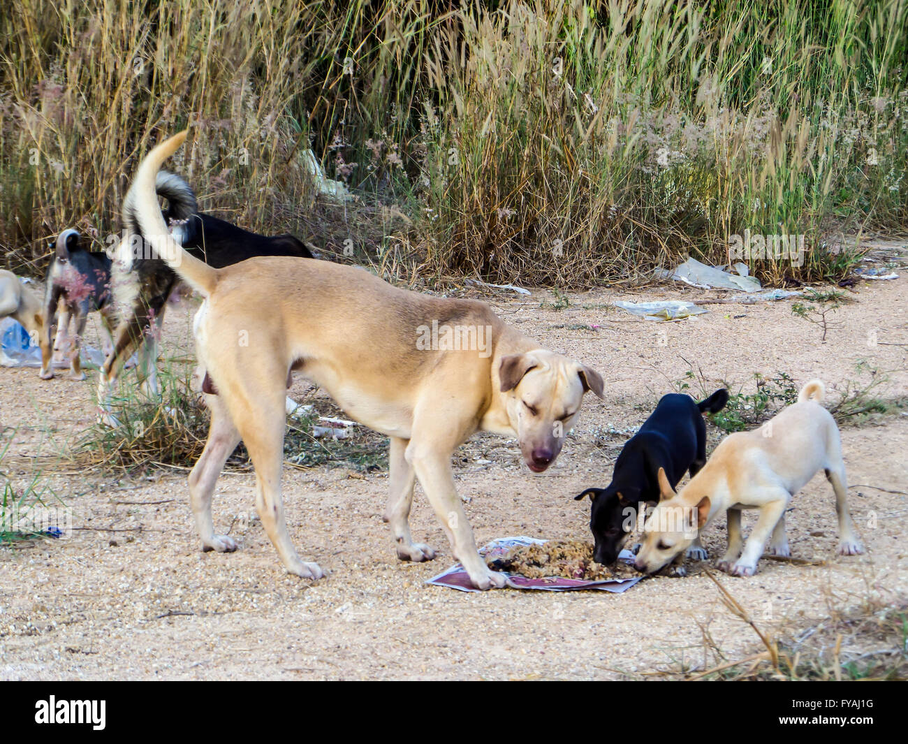 A group of stray dog eat junk food or food pellet from kindness people