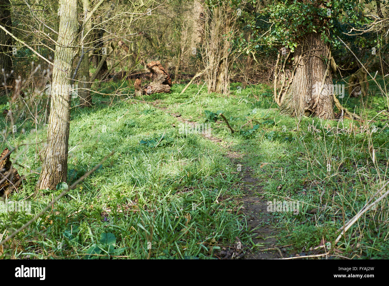 Badger (Meles meles) trail through woodland. UK. Stock Photo