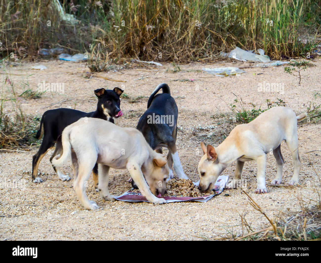 can-dogs-eat-junk-food