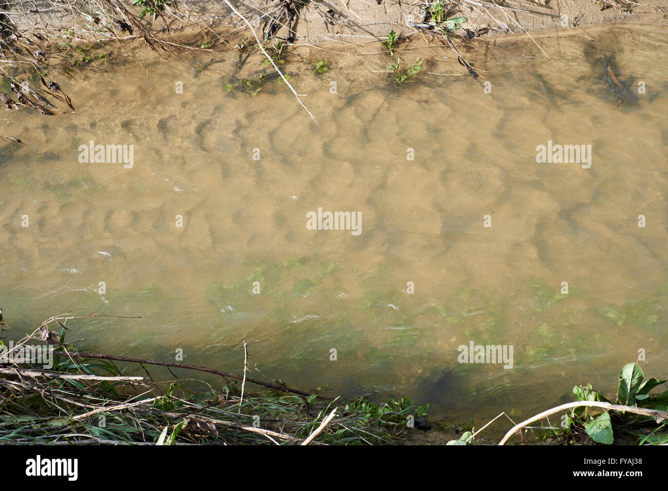 Ripple bedforms formed in streambed silty sediment as a result of increased water velocity during a period of flooding. Stock Photo