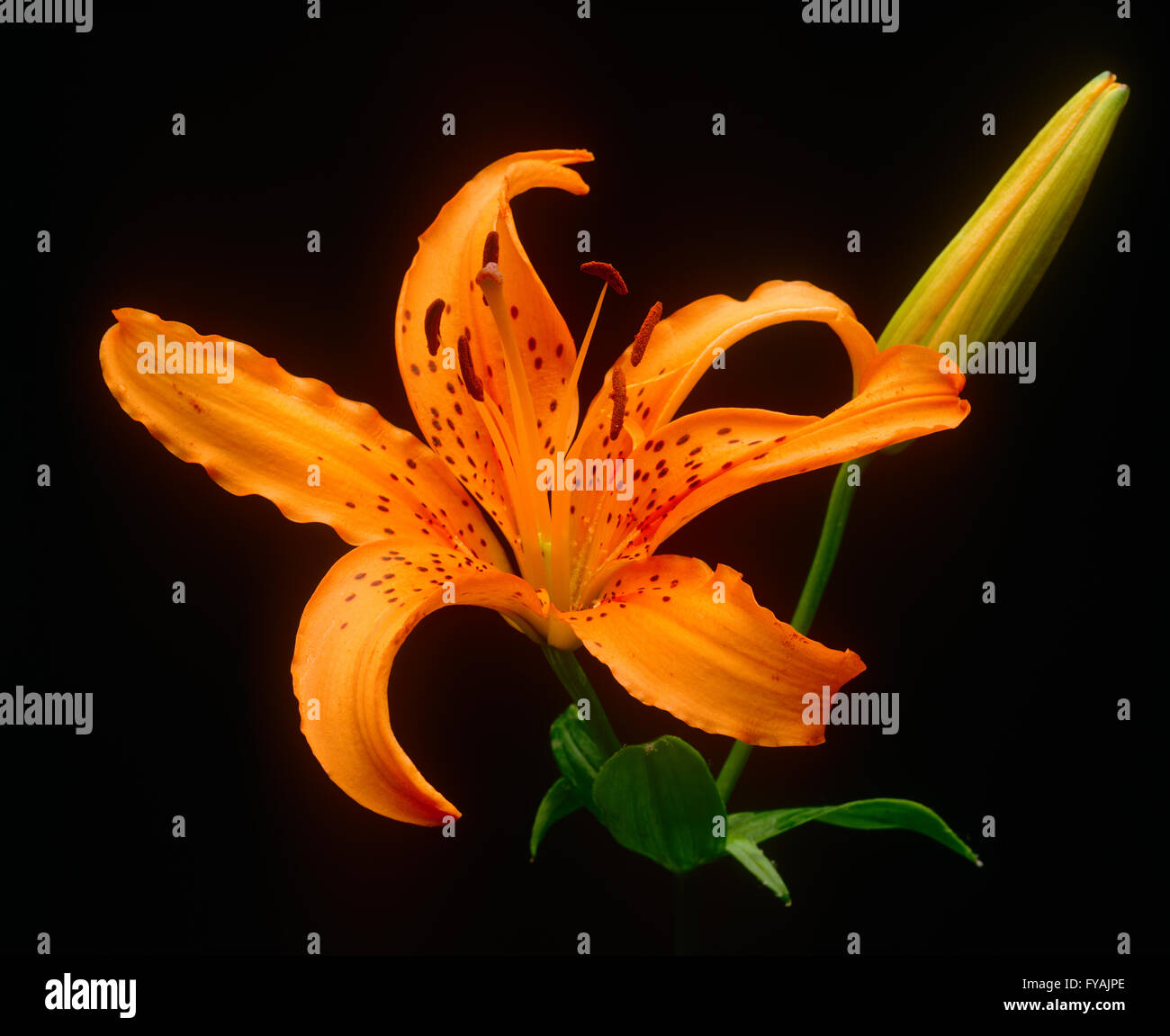 Orange detailed flower, inside. Stock Photo