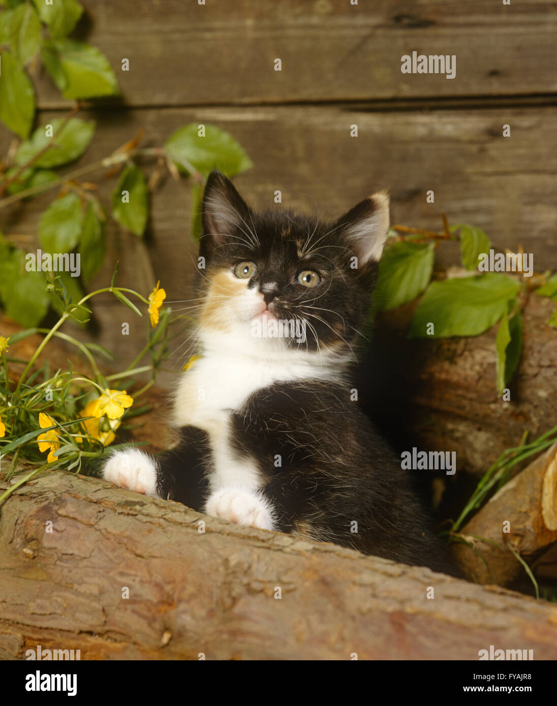 Kitten looking startled, outside. Stock Photo