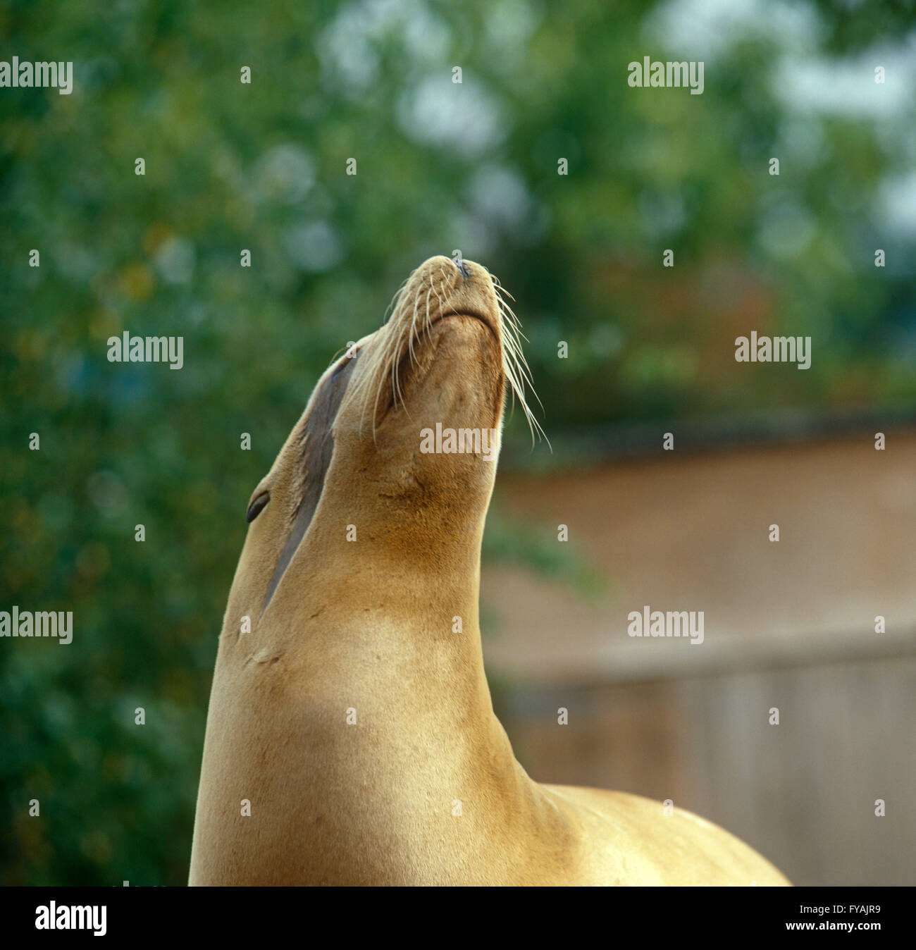 Sea lion looking up to the sky, outside. Stock Photo