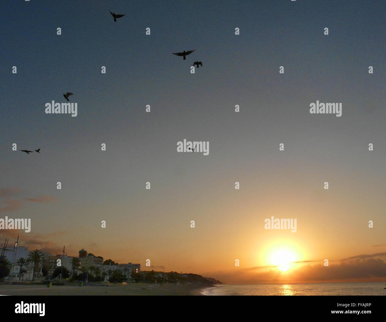 The dawn in Canet de Mar with the sunrise from the sea and birds flying ...