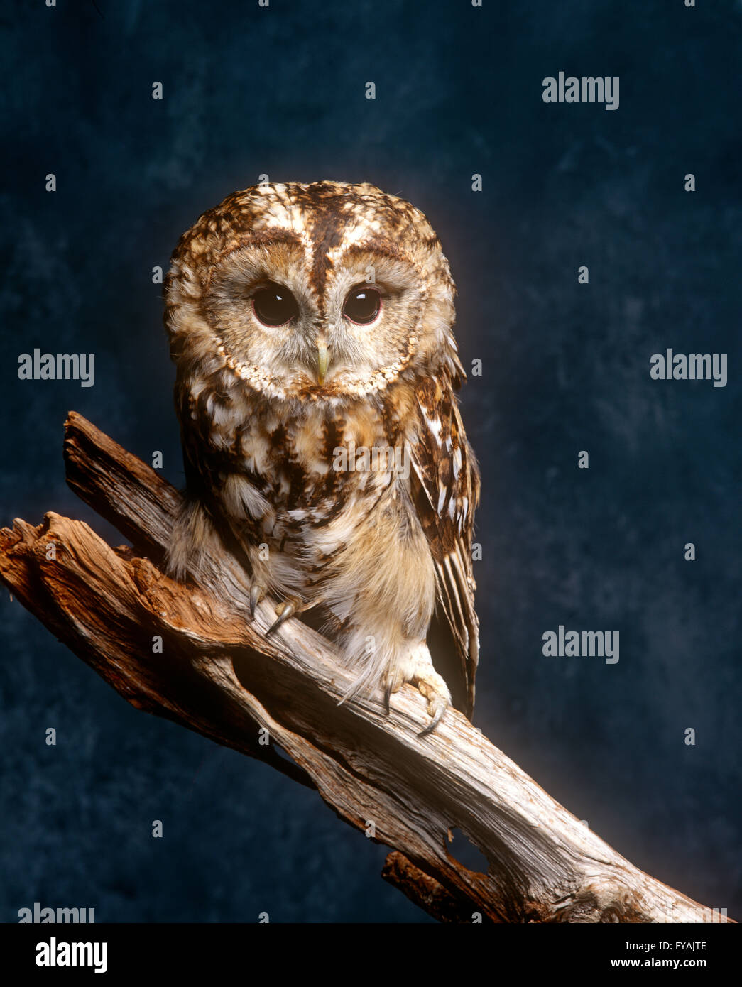Barn owl with large eyes sitting on a branch, inside. Stock Photo