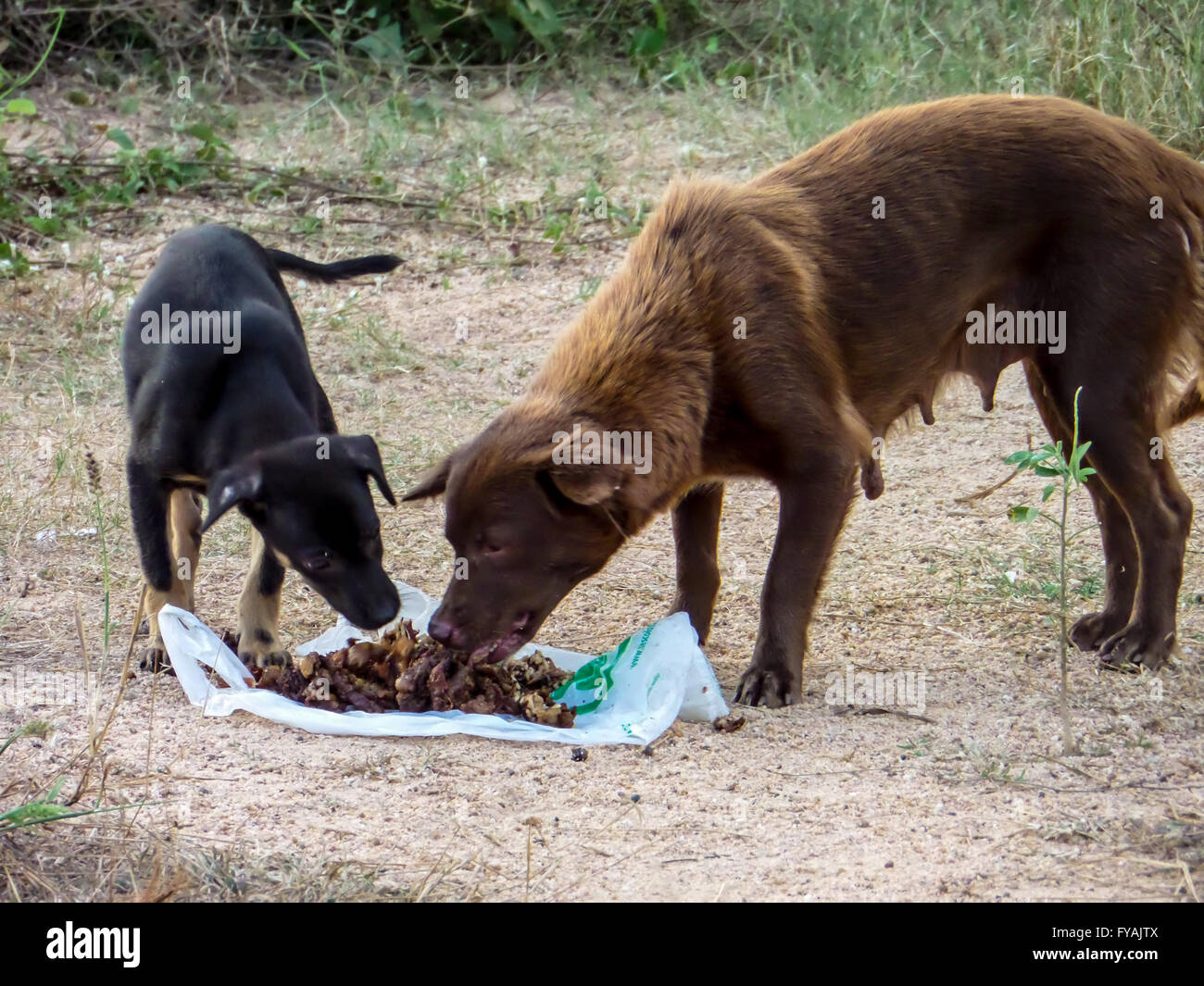 can dogs eat junk food