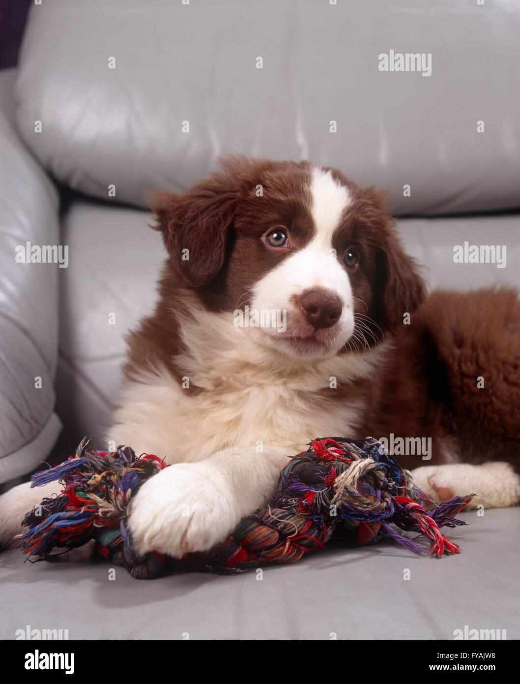Border Collie puppy sitting on a grey sofa, holding its chew toy, indoors. Stock Photo