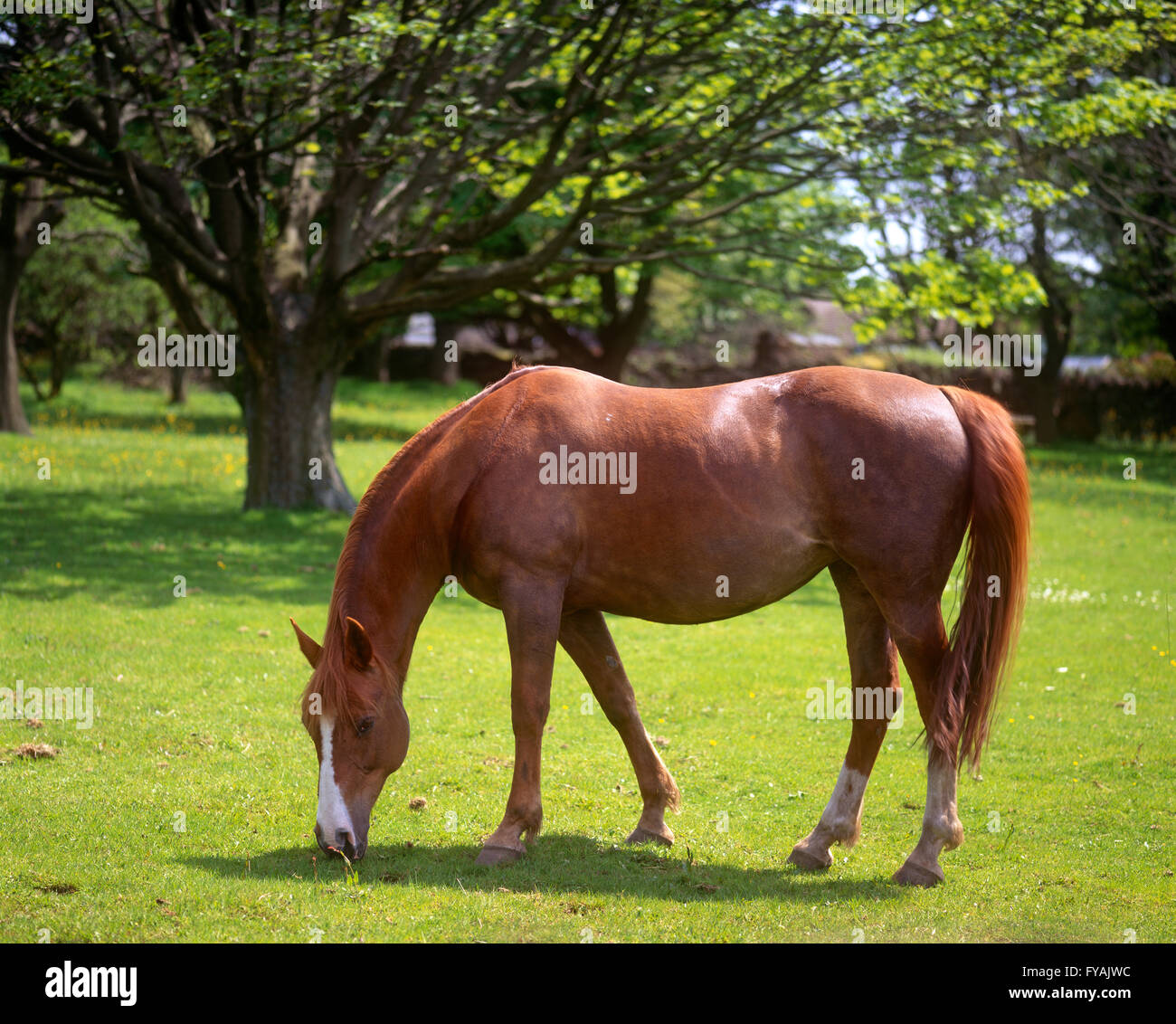 Beautiful horse eating the fresh grass, outside. Stock Photo